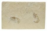 Two Cretaceous Fossil Shrimp - Lebanon #236032-1